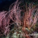 seawhip_pc_h_0705_png1965.jpg